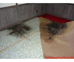 Expert Water Damage Carpet Restoration Services