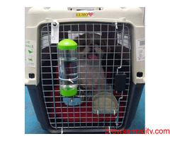 AirPets India Makes International Dog Shipping a Breeze