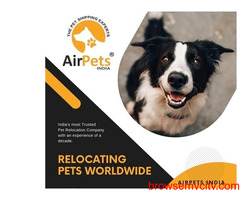 Dog Shipping Services to USA from India