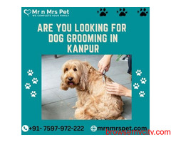 Are you Looking for Dog Grooming at Home in kanpur