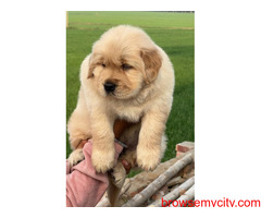 Golden Retriever Puppies For Sale TrustKennel