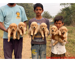 Golden Retriever Puppies For Sale TrustKennel