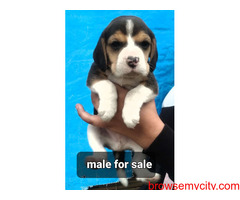 Beagle Pups For Sale Trust Dog Kennel