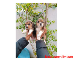 Beagle Pups For Sale Trust Dog Kennel