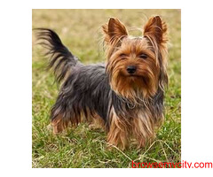 Yorkshire Terrier Puppies For Sale In Dehradun