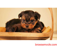 Yorkshire Terrier Puppies For Sale In Dehradun