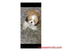 Trust Kennel ShihTzu Puppies For Sale