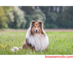 Rough collie Puppies For Sale In Dehradun