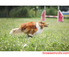 Rough collie Puppies For Sale In Dehradun