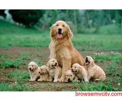 Puppy Pawz in Rajajipuram