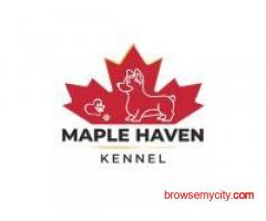 Miniature Poodle dog adoption