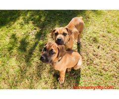 Boerboel Puppies For Sale In Dehradun