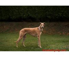 Rampur Hound Puppies For Sale In Dehradun