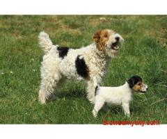 Fox Terrier Wire Puppies For Sale In Bhopal