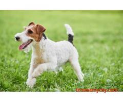Fox Terrier Wire Puppies For Sale In Bhopal