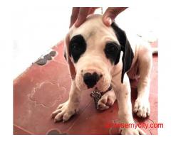 Bully kutta Puppies For Sale In Bhopal