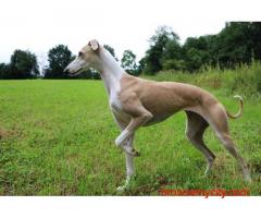 Rampur Hound Puppies For Sale In Bhopal