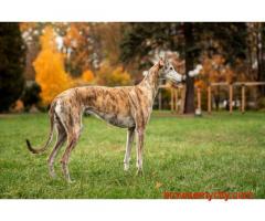 Rampur Hound Puppies For Sale In Bhopal