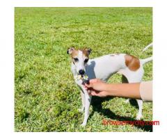 Greyhound Puppies For Sale In Bhopal