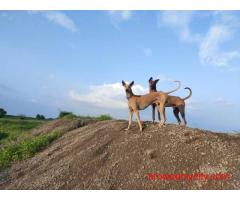 Greyhound Puppies For Sale In Bhopal
