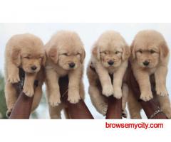 Golden Retriever Puppies for Sale in Delhi