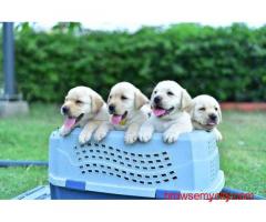 Labrador Retriever Puppies For Sale In Pune