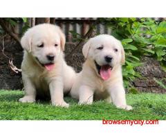Labrador Retriever Puppies For Sale In Pune