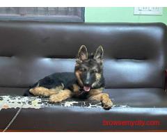German Shepherd Puppies For Sale In Chennai