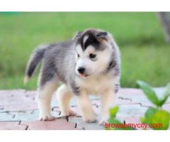 Siberian Husky Puppies For Sale In Guwahati