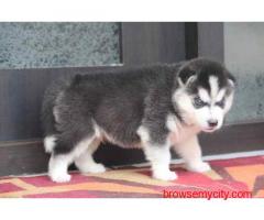 Siberian Husky Puppies For Sale In Guwahati