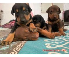 Doberman Puppies For Sale in Bangalore