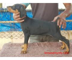 Doberman Puppies For Sale in Bangalore