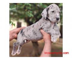 Great Dane Puppies for Sale in Mumbai