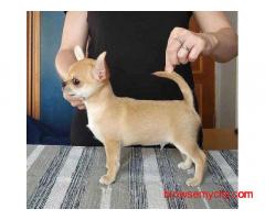 Chihuahua Puppies For Sale In Delhi