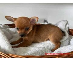 Chihuahua Puppies For Sale In Delhi