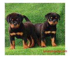 Rottweiler Puppies for Sale in Mumbai