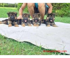 German Shepherd Puppies for Sale in Mumbai