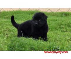 German Shepherd Puppies for Sale in Mumbai