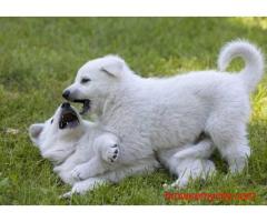 German Shepherd Puppies for Sale in Mumbai