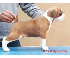 Boxer Puppies for Sale In Pune