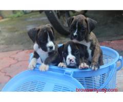 Boxer Puppies for Sale In Pune