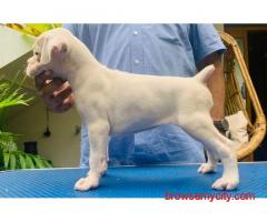 Boxer Puppies for Sale In Pune