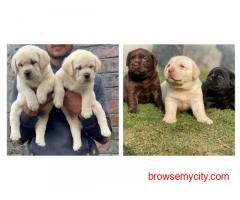 Labrador Retriever Puppies for Sale In Meerut