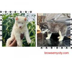 Siberian Husky Puppies for Sale In Pune
