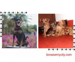 Miniature Pinscher Puppies For Sale In Surat