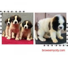 Saint Bernard Puppies For Sale In Surat