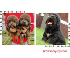 Tibetan Mastiff Puppies For Sale In Surat