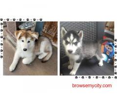 Siberian Husky Puppies For Sale In Vadodara