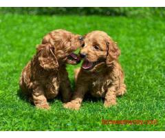 Poodle Puppies for Sale In Noida