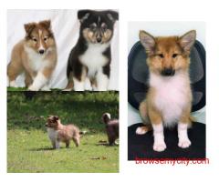 Rough Collie Puppies For Sale In Vadodara